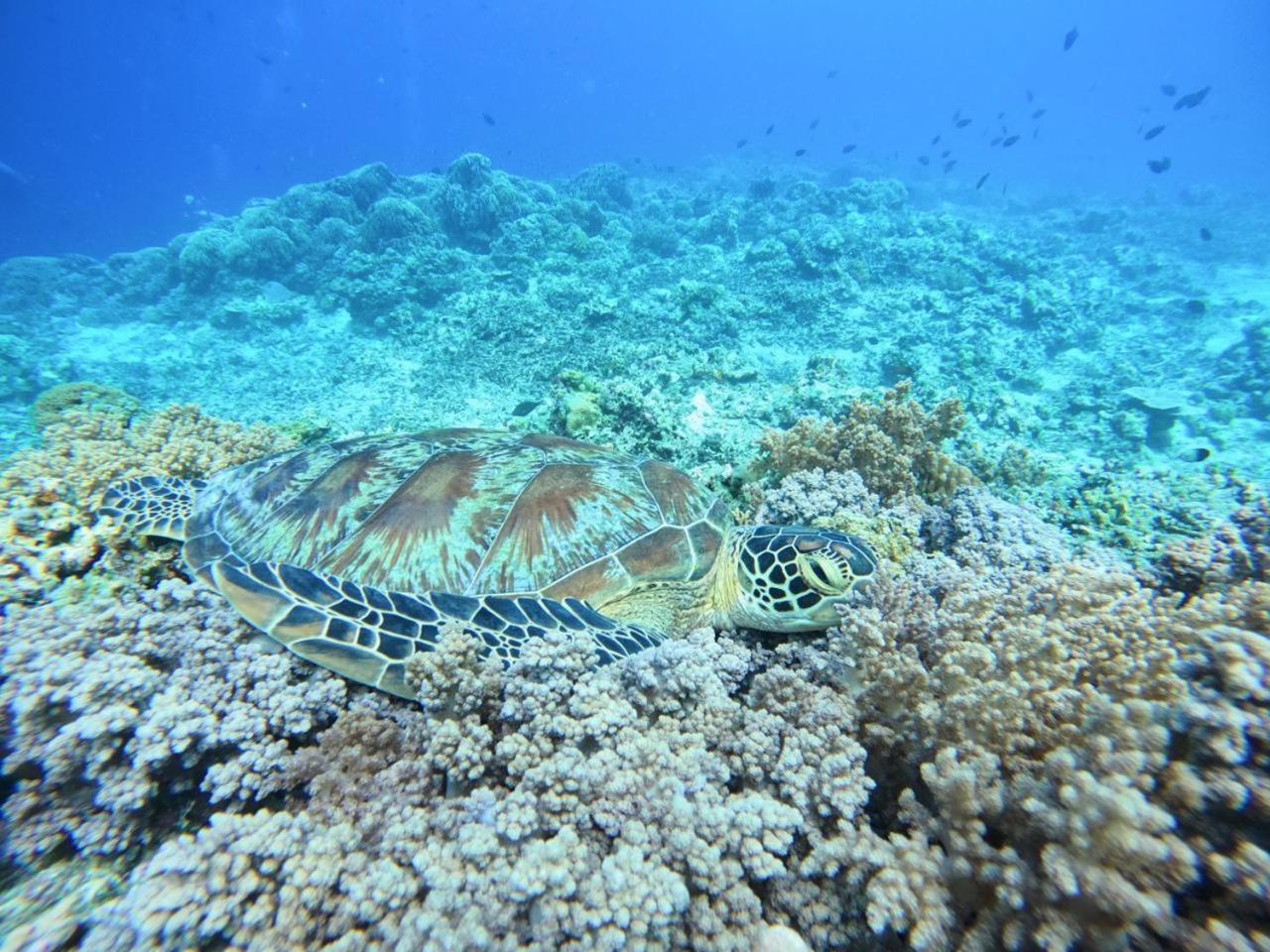 Diversia Diving Club & Bungalows Gili Trawangan Luaran gambar